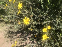Osteospermum polygaloides