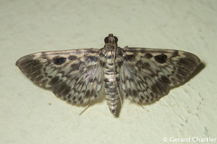 Rhimphaliodes macrostigma