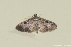 Rhimphaliodes macrostigma