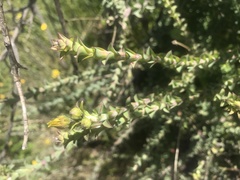 Osteospermum polygaloides