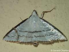 Ramila angustifimbrialis