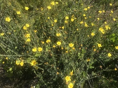 Osteospermum polygaloides