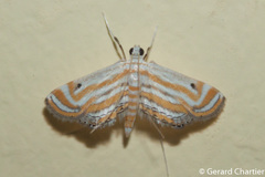 Parapoynx villidalis
