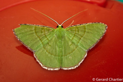 Ornithospila succincta