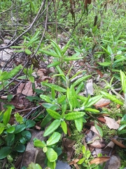 Rhododendron hypoleucum