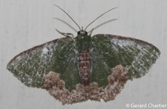 Eucyclodes albisparsa