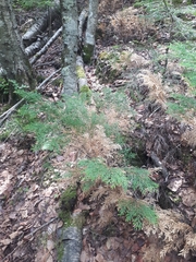 Microbiota decussata