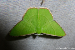 Ornithospila succincta