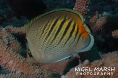 Chaetodon pelewensis