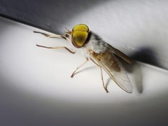 Leucotabanus annulatus