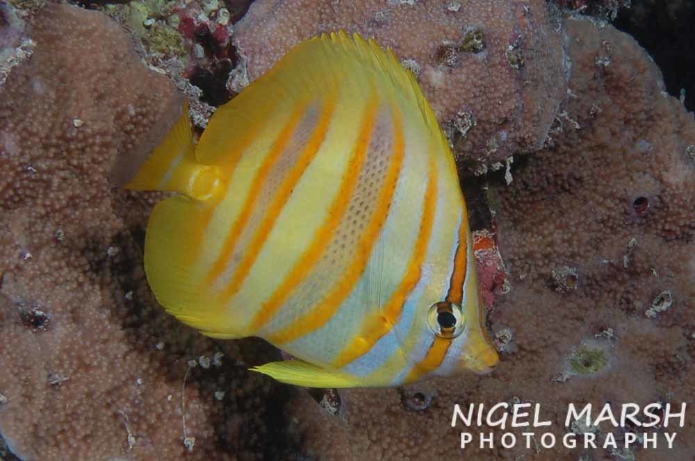 Rainford's butterflyfish (Chaetodon rainfordi) — Chaetodontidae