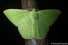 Ornithospila succincta