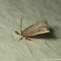 Lecitholaxa thiodora