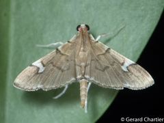 Chalcidoptera appensalis