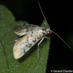 Tabidia aculealis