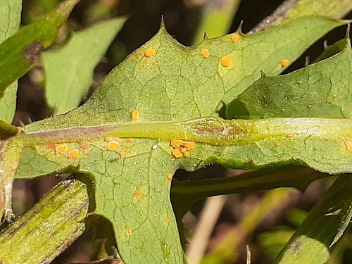 Coleosporium sonchi