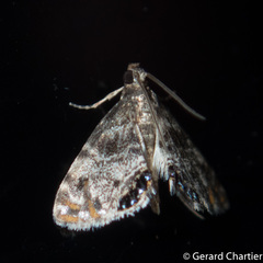 Paracataclysta fuscalis