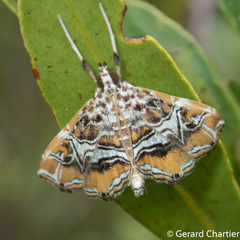 Paracymoriza