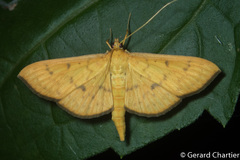 Endocrossis caldusalis