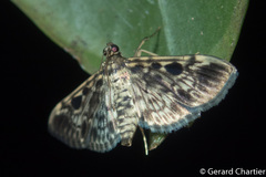 Rhimphaliodes macrostigma