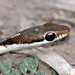 Common Bronzeback Tree Snake - Photo (c) Rahul kumar, some rights reserved (CC BY-NC), uploaded by Rahul kumar