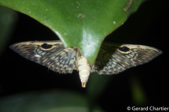 Rhimphaliodes macrostigma