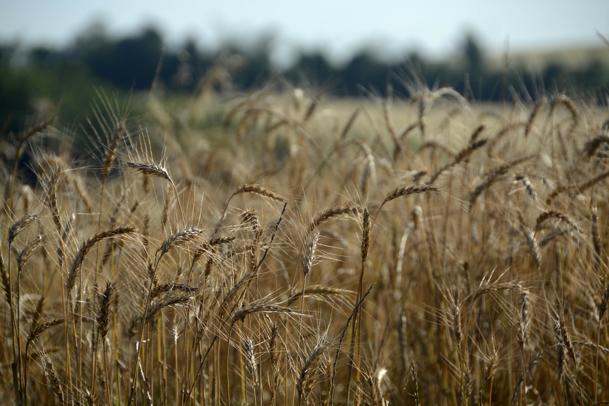 Triticum aestivum