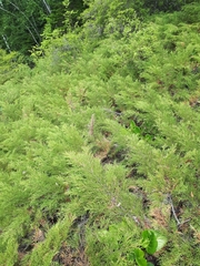 Microbiota decussata