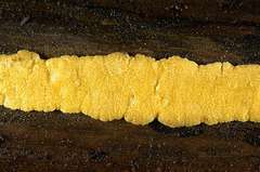 Trichoderma victoriense