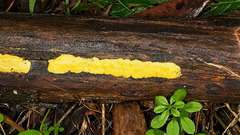 Trichoderma victoriense