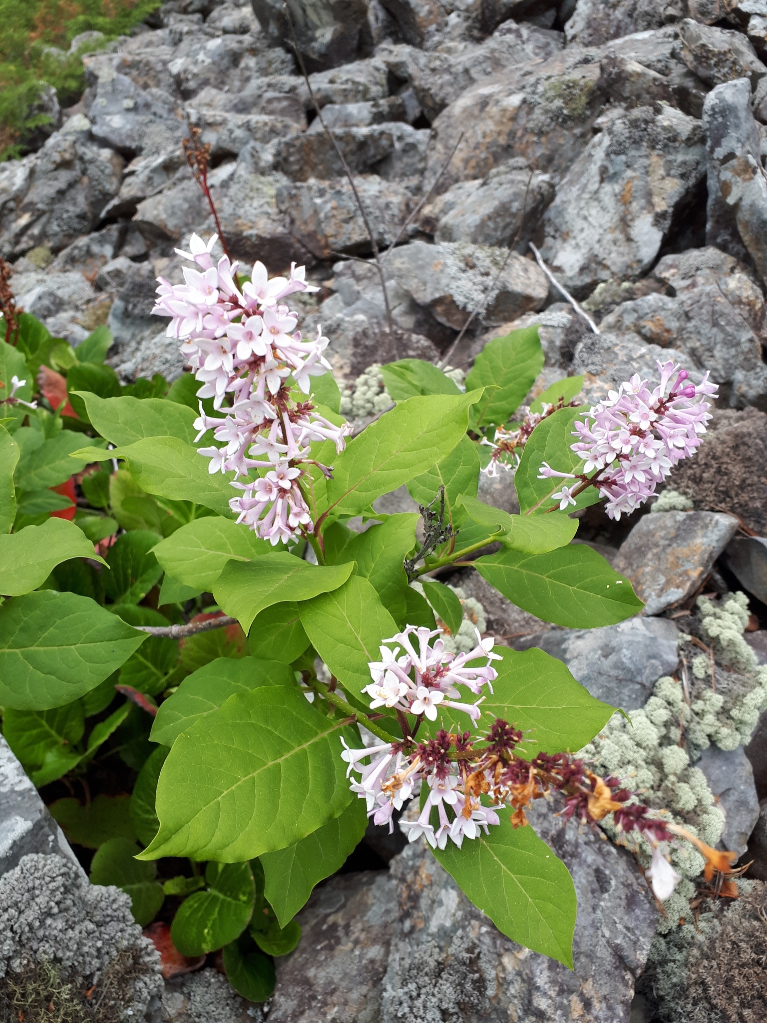 Syringa wolfii