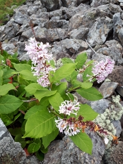 Syringa wolfii
