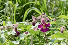 Proboscidea louisianica fragrans