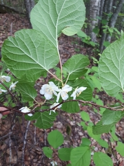 Actinidia kolomikta