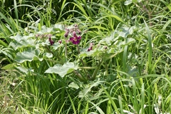 Proboscidea louisianica fragrans