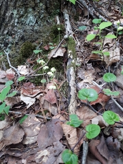Pyrola renifolia