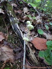 Pyrola renifolia