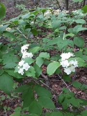 Deutzia