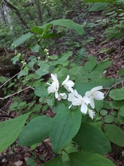 Philadelphus tenuifolius