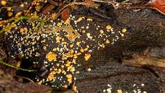 Trichoderma nothescens