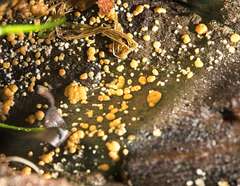 Trichoderma nothescens