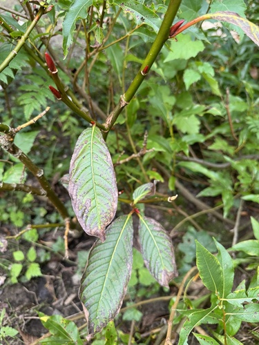 Salix fargesii observed 2024-08-29