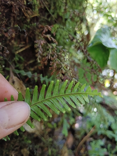 Prosaptia contigua observed 2024-08-26