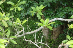 Rhyothemis triangularis