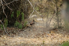 Galloperdix lunulata