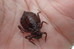 Ictinogomphus pertinax