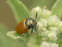 Labidostomis humeralis