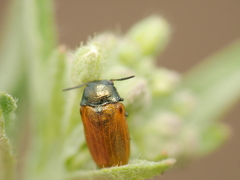Labidostomis humeralis