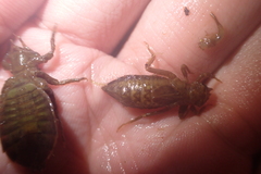 Burmagomphus vermicularis