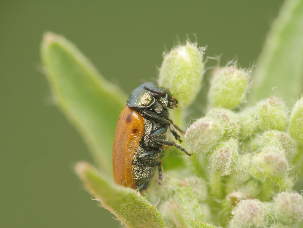 Labidostomis humeralis